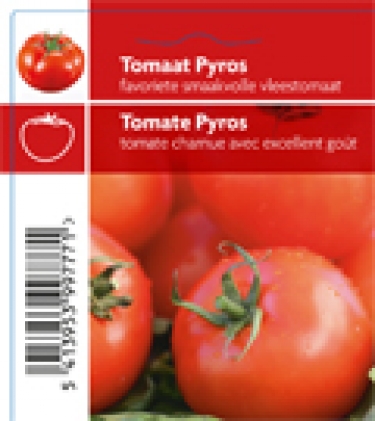 Tomate Pyros (tray 12 pot)